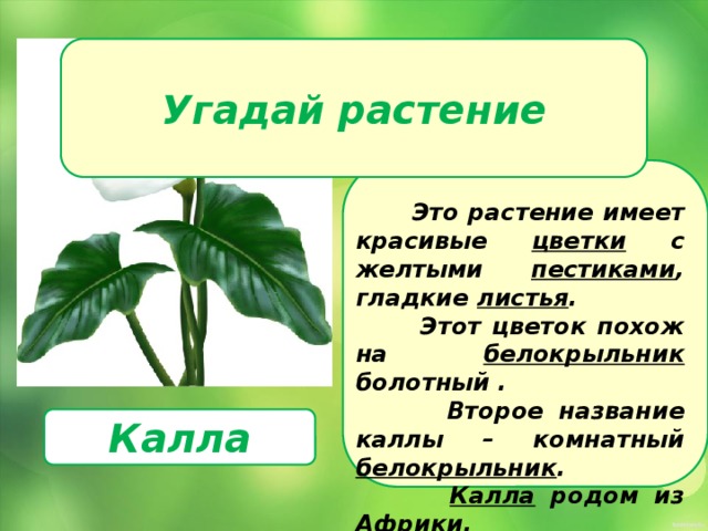 У этого растения цветки похожи. Калла описание растения. Калла цветок описание. Паспорт комнатных растений Калла. Комнатные растения каллы сообщение.