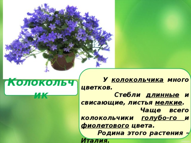  У колокольчика много цветков.  Стебли длинные и свисающие, листья мелкие .  Чаще всего колокольчики голубо-го и фиолетового цвета.  Родина этого растения – Италия . Колокольчик 