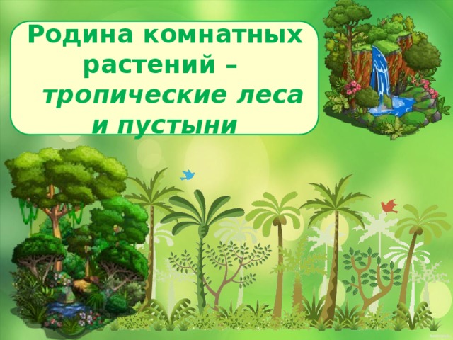 Родина комнатных растений –  тропические леса и пустыни 