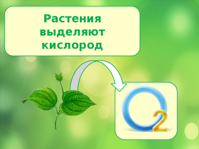 Растения выделяют кислород  