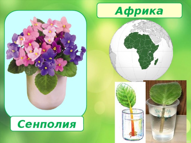 Африка  Сенполия 