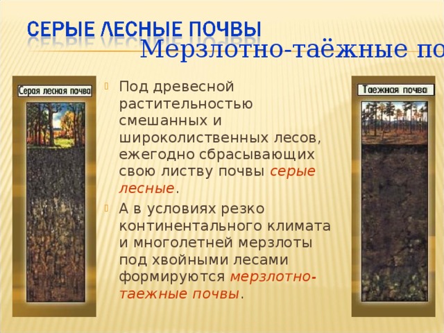 Какие почвы формируются под хвойными лесами. Мерзлотно Таежные, подзолистые почвы осадки мм. Строение мерзлотно таежных почв. Мерзлотно-Таежные почвы условия почвообразования. Оценка плодородия мерзлотно таежных почв.