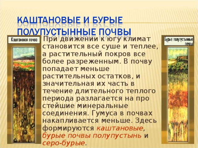 Содержание гумуса в мерзлотно таежных почвах. Мерзлотно-Таежные почвы. Условия каштановых почв. Условия образования каштановых почв. Каштановые почвы растения.