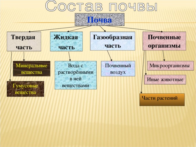 Почва Газообразная часть Твердая часть Почвенные организмы Жидкая часть Микроорганизмы Почвенный воздух Вода с растворёнными в ней веществами Минеральные вещества Иные животные Гумусовые вещества Части растений 
