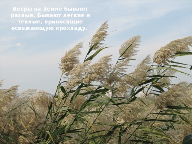 Ветры на Земле бывают разные. Бывают легкие и теплые, приносящие освежающую прохладу.