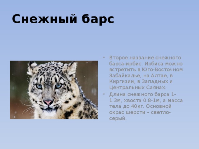 Урок цифры поиск снежного барса ответы. Снежный Барс вес. Снежный Барс габариты. Снежный Барс длина тела. Ирбис снежный Барс размер вес.