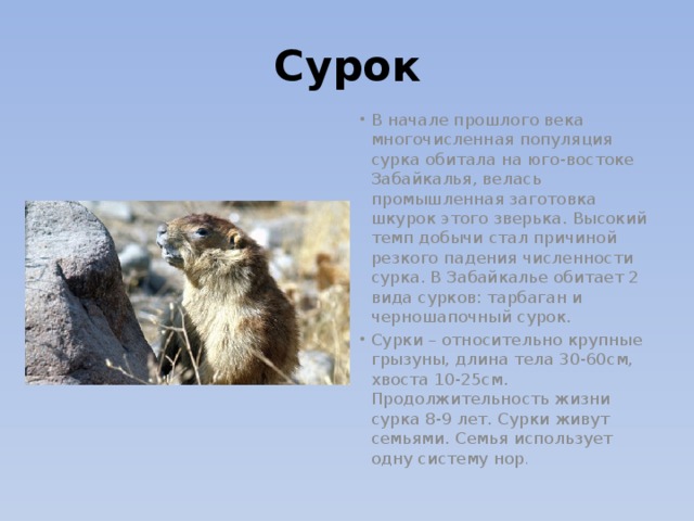 Максимальная скорость сурка