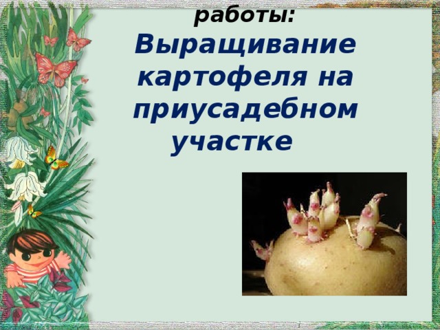  Тема  исследовательской работы:  Выращивание картофеля на приусадебном участке 