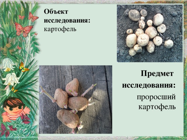 Объект исследования:  картофель Предмет исследования: проросший картофель 