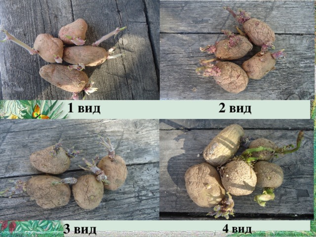 1 вид 2 вид 4 вид 3 вид 