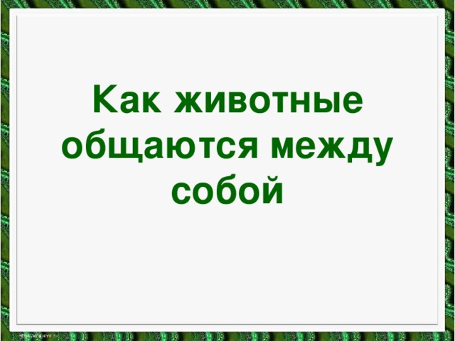 Как животные общаются между собой 