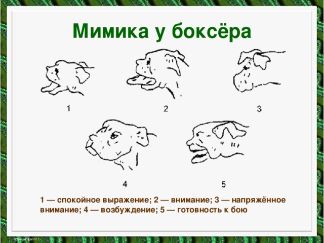 Мимика у боксёра 1 — спокойное выражение; 2 — внимание; 3 — напряжённое внимание; 4 — возбуждение; 5 — готовность к бою 