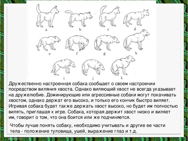 Дружественно настроенная собака сообщает о своем настроении посредством виляния хвоста. Однако виляющий хвост не всегда указывает на дружелюбие. Доминирующие или агрессивные собаки могут покачивать хвостом, однако держат его высоко, и только его кончик быстро виляет. Игривая собака будет также держать хвост высоко, но будет им полностью вилять, приглашая к игре. Собака, которая держит хвост низко и виляет им, говорит о том, что она боится или же подчиняется. Чтобы лучше понять собаку, необходимо учитывать и другие ее части тела - положение туловища, ушей, выражение глаз и т.д. 