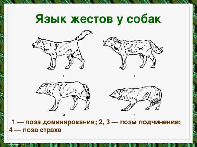 Язык жестов у собак  1 — поза доминирования; 2, 3 — позы подчинения; 4 — поза страха 