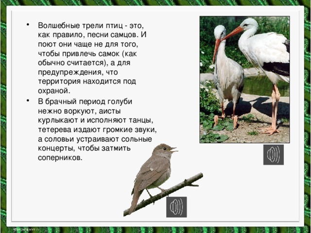 Волшебные трели птиц - это, как правило, песни самцов. И поют они чаще не для того, чтобы привлечь самок (как обычно считается), а для предупреждения, что территория находится под охраной. В брачный период голуби нежно воркуют, аисты курлыкают и исполняют танцы, тетерева издают громкие звуки, а соловьи устраивают сольные концерты, чтобы затмить соперников. 