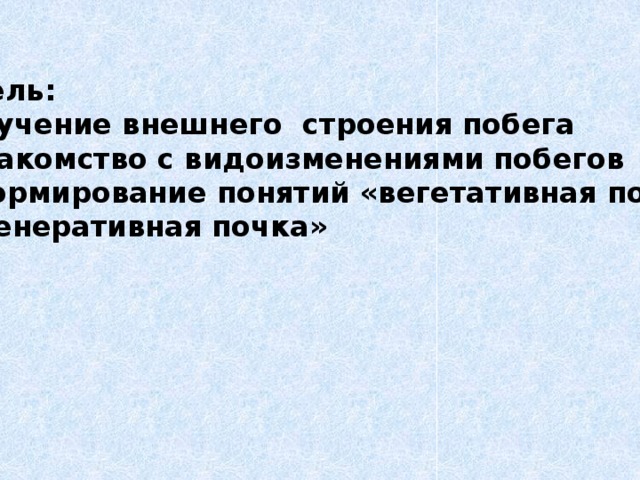 Цель: изучение внешнего строения побега знакомство с видоизменениями побегов формирование понятий «вегетативная почка» «генеративная почка» 