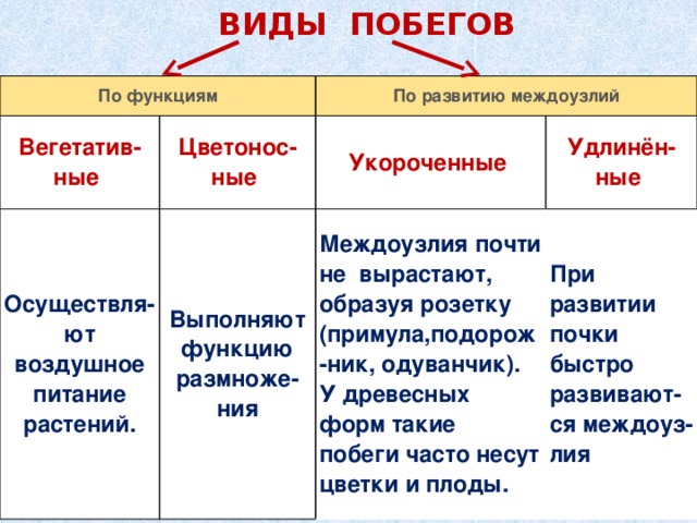 ВИДЫ ПОБЕГОВ По функциям Вегетатив- По развитию междоузлий ные Цветонос- Осуществля-ют воздушное питание растений. ные Укороченные Выполняют функцию размноже- Удлинён-ные ния Междоузлия почти не вырастают, образуя розетку (примула,подорож-ник, одуванчик). У древесных форм такие побеги часто несут цветки и плоды. При развитии почки быстро развивают-ся междоуз-лия 