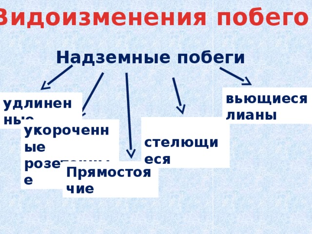  Видоизменения побегов  Надземные побеги вьющиеся лианы удлиненные  стелющиеся укороченные розеточные Прямостоячие 