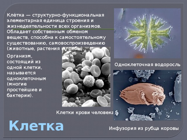 К какому царству относится организм схема строения клетки