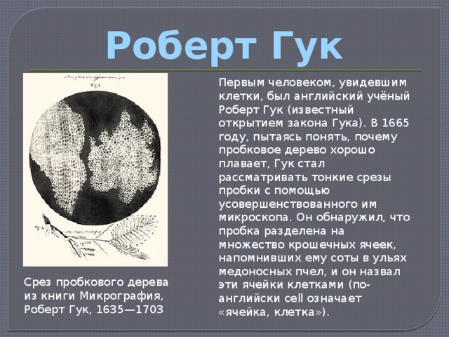 Открытие клетки. Роберт Гук открыл клетку. Роберт Гук открытие клетки. Год открытия клетки Робертом Гуком. История открытия клетки Роберт Гук.