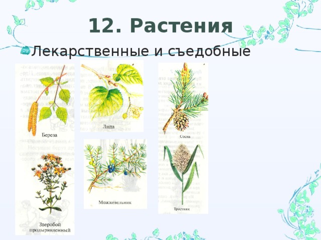 12. Растения Лекарственные и съедобные 