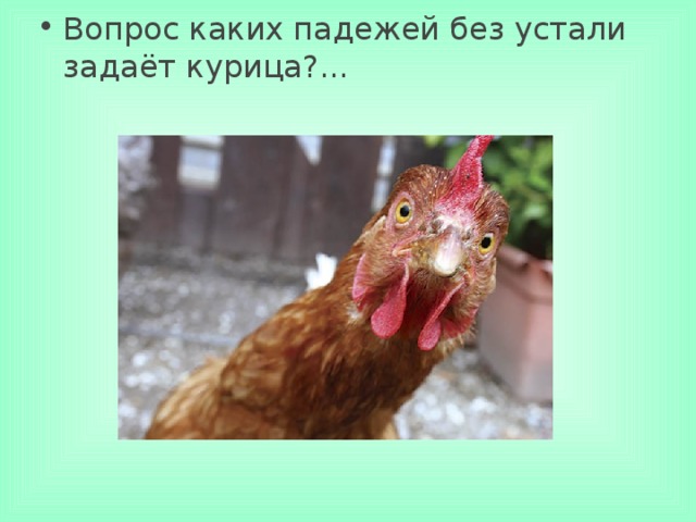 Вопрос каких падежей без устали задаёт курица?...     