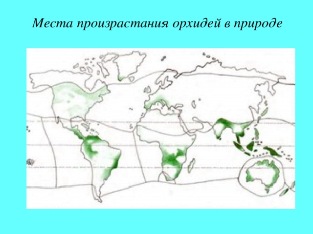 Место произрастания. Ареал обитания орхидей. Ареал распространения орхидей. Венерин башмачок ареал распространения. Орхидея место произрастания.