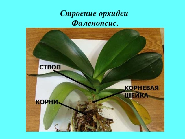 Какие листья у орхидеи фото