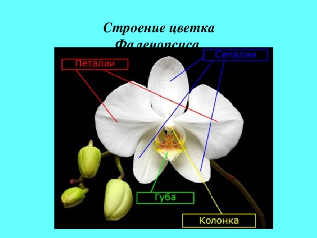 Строение цветка Фаленопсиса. 