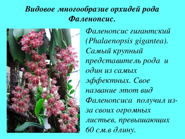 Видовое многообразие орхидей рода Фаленопсис. Фаленопсис гигантский ( Phalaenopsis  gigantea) . Самый крупный представитель рода  и один из самых эффектных. Свое название этот вид Фаленопсиса получил из-за своих огромных листьев, превышающих 60 см.в длину. 