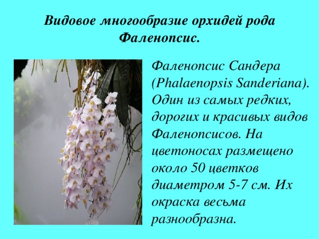 Видовое многообразие орхидей рода Фаленопсис. Фаленопсис Сандера  ( Phalaenopsis  Sanderiana) . Один из самых редких, дорогих и красивых видов Фаленопсисов. На цветоносах размещено около 50 цветков диаметром 5-7 см. Их окраска весьма разнообразна. S  