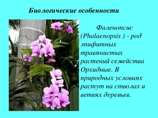 Биологические особенности .   Фаленопсис ( Phalaenopsis ) - род эпифитных травянистых растений семейства Орхидные. В природных условиях растут на стволах и ветвях деревьев.  