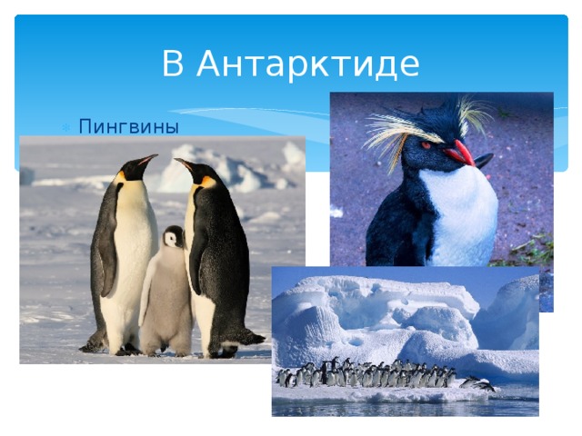 Где обитает пингвин материк. Где живут пингвины Антарктида. Пингвин картинка. Пингвины живут в Антарктиде. Антарктида пингвины или белые медведи.