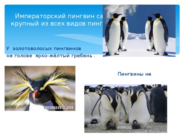 Среди пингвинов есть и драчуны найти глагол. Где живут пингвины на карте. На каком материке живут пингвины. Золотоволосый Пингвин презентация.