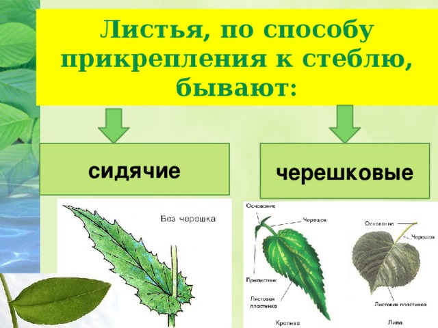 Листья, по способу прикрепления к стеблю, бывают: сидячие черешковые 