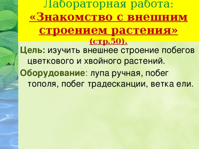 Лабораторная работа внешнее строение растений 6 класс