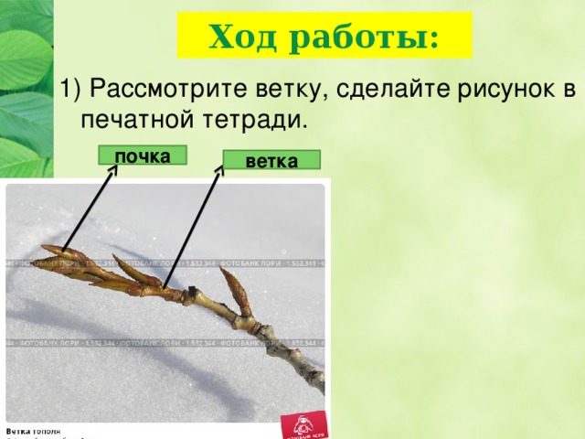 Ход работы: 1) Рассмотрите ветку, сделайте рисунок в печатной тетради. почка ветка 