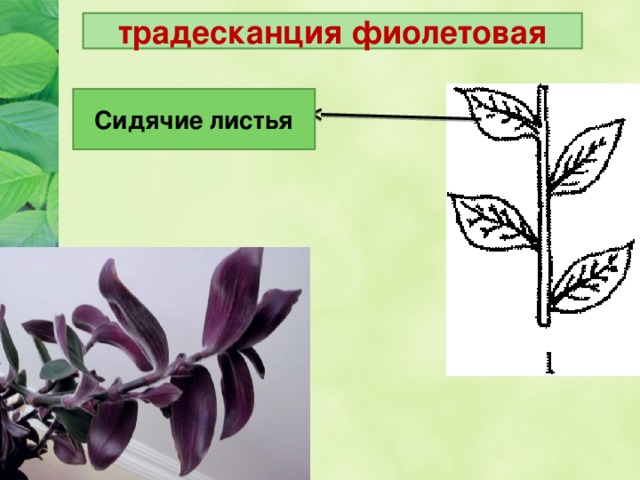 традесканция фиолетовая Сидячие листья 