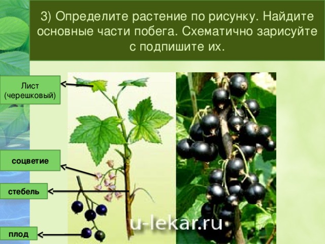 3) Определите растение по рисунку. Найдите основные части побега. Схематично зарисуйте с подпишите их. Лист (черешковый) соцветие стебель плод 