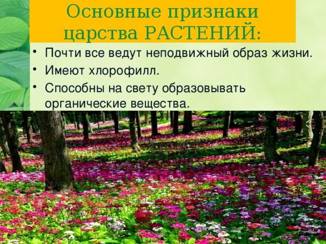 Основные признаки царства РАСТЕНИЙ: Почти все ведут неподвижный образ жизни. Имеют хлорофилл. Способны на свету образовывать органические вещества. 