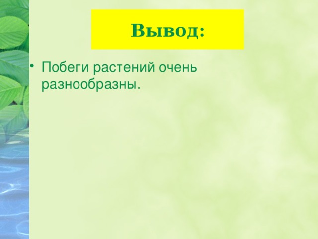 Вывод: Побеги растений очень разнообразны. 