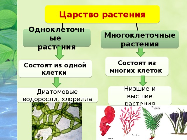 назовите первые многоклеточные растения