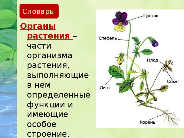 Органы цветов