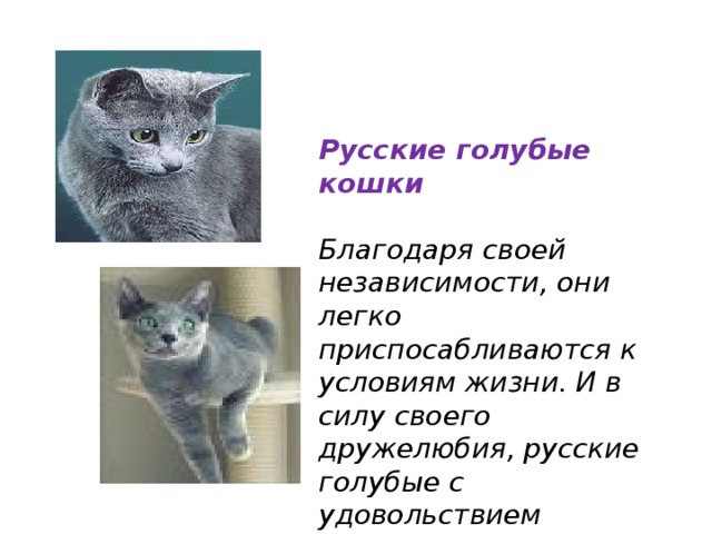 Русские голубые кошки  Благодаря своей независимости, они легко приспосабливаются к условиям жизни. И в силу своего дружелюбия, русские голубые с удовольствием воспринимают общество другой кошки 