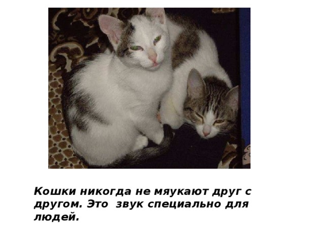 "Домашние животные.Кошки"