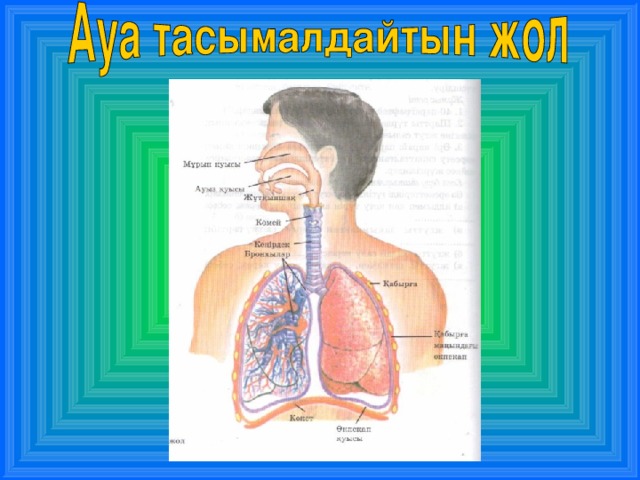 Тыныс алу презентация