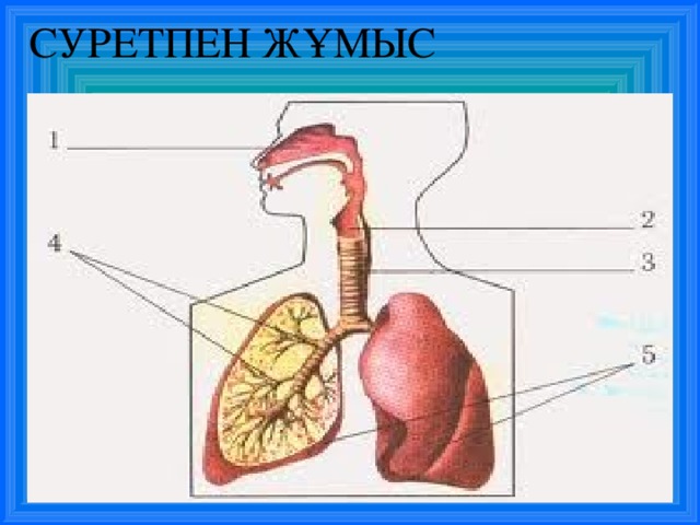 СУРЕТПЕН ЖҰМЫС 