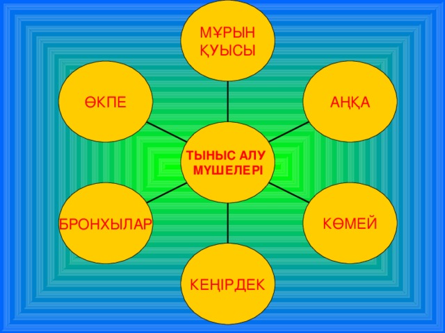 МҰРЫН ҚУЫСЫ АҢҚА ӨКПЕ ТЫНЫС АЛУ МҮШЕЛЕРІ КӨМЕЙ БРОНХЫЛАР КЕҢІРДЕК 