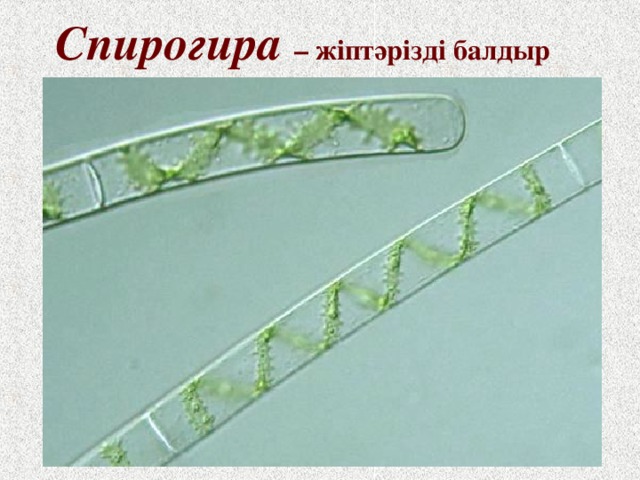  Спирогира – жіптәрізді балдыр 