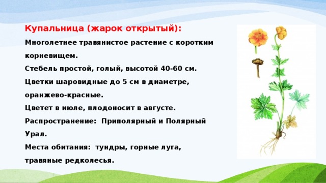 Купальница (жарок открытый): Многолетнее травянистое растение с коротким корневищем. Стебель простой, голый, высотой 40-60 см. Цветки шаровидные до 5 см в диаметре, оранжево-красные. Цветет в июле, плодоносит в августе. Распространение:  Приполярный и Полярный Урал. Места обитания: тундры, горные луга, травяные редколесья. 